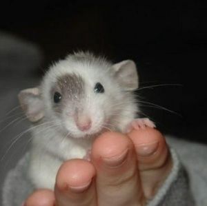 Meet your Posher, Rose